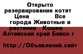 Открыто резервирование котят › Цена ­ 15 000 - Все города Животные и растения » Кошки   . Алтайский край,Бийск г.